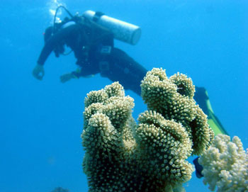 аквалангист возле рифа на фоне рыб и кораллов