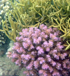 Сиреневые кораллы