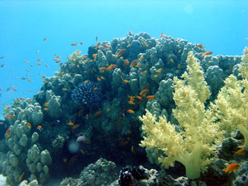Куст кораллов и рыбы вокруг него