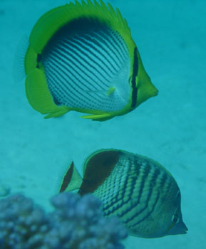Подводные фотографии рыб Красного моря